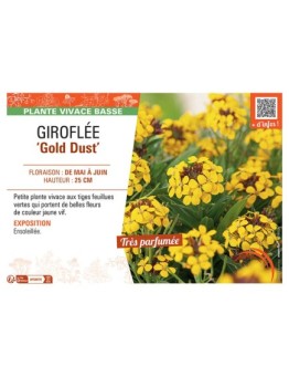 GIROFLEE GOLD DUST