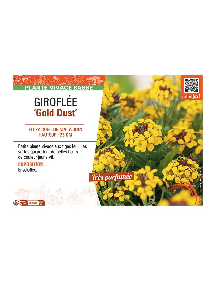 GIROFLEE GOLD DUST