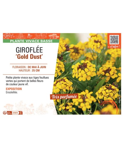 GIROFLEE GOLD DUST