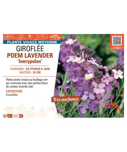 GIROFLEE POEM LAVENDER Inerypolav