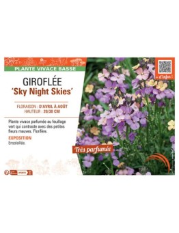 GIROFLEE SKY NIGHT SKIES