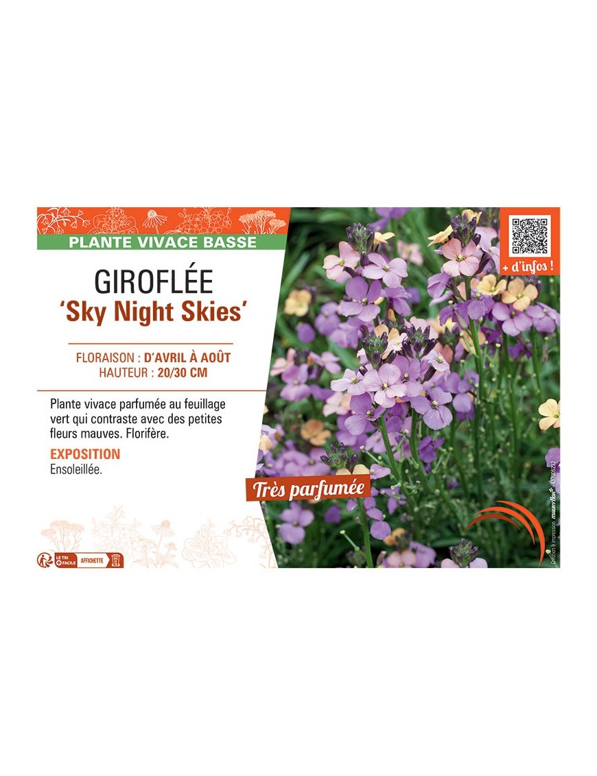 GIROFLEE SKY NIGHT SKIES