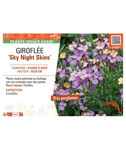 GIROFLEE SKY NIGHT SKIES