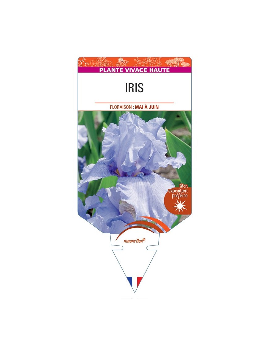 IRIS (germanica bleu clair)