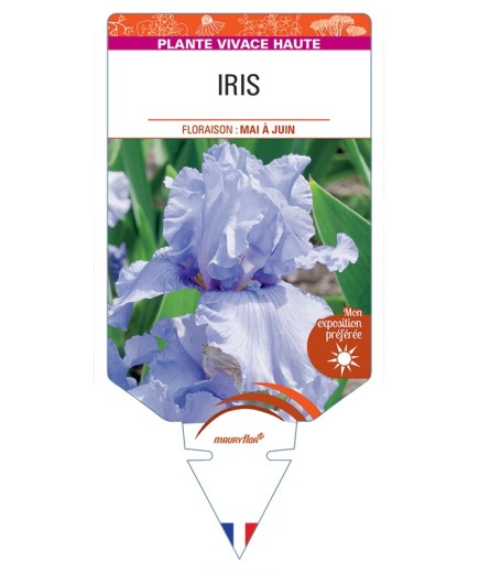 IRIS (germanica bleu clair)