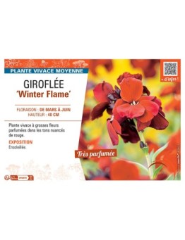 GIROFLEE WINTER FLAME