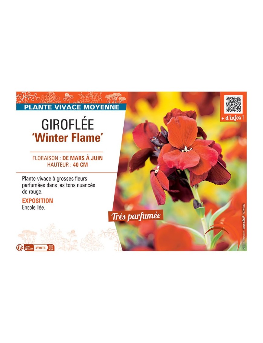 GIROFLEE WINTER FLAME