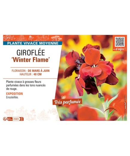 GIROFLEE WINTER FLAME