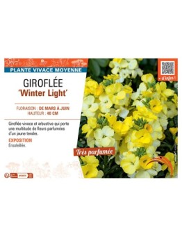 GIROFLEE WINTER LIGHT