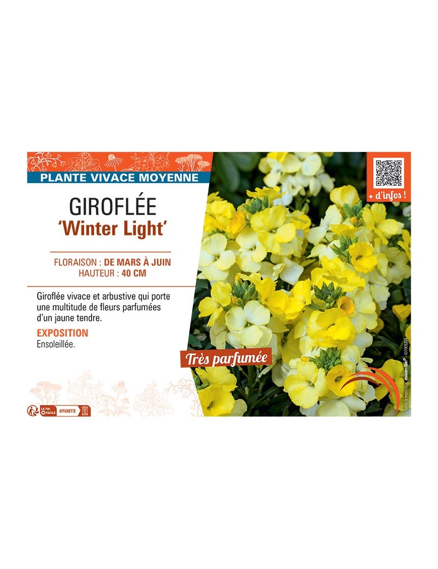 GIROFLEE WINTER LIGHT