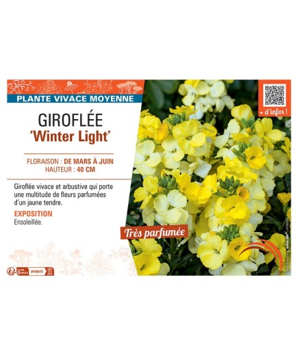 GIROFLEE WINTER LIGHT