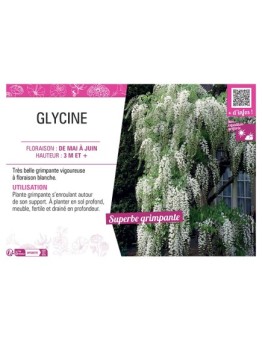 GLYCINE (blanche)