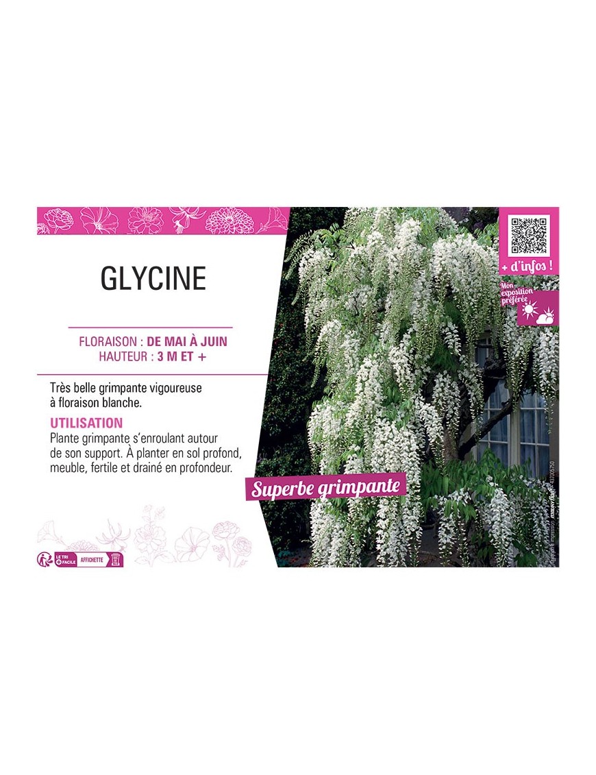 GLYCINE (blanche)