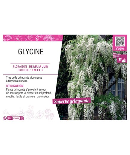 GLYCINE (blanche)