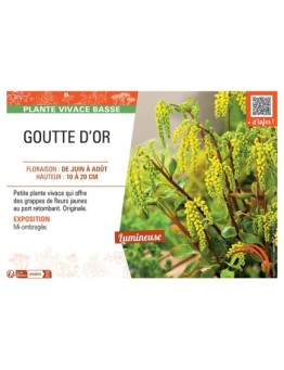 GOUTTE D'OR