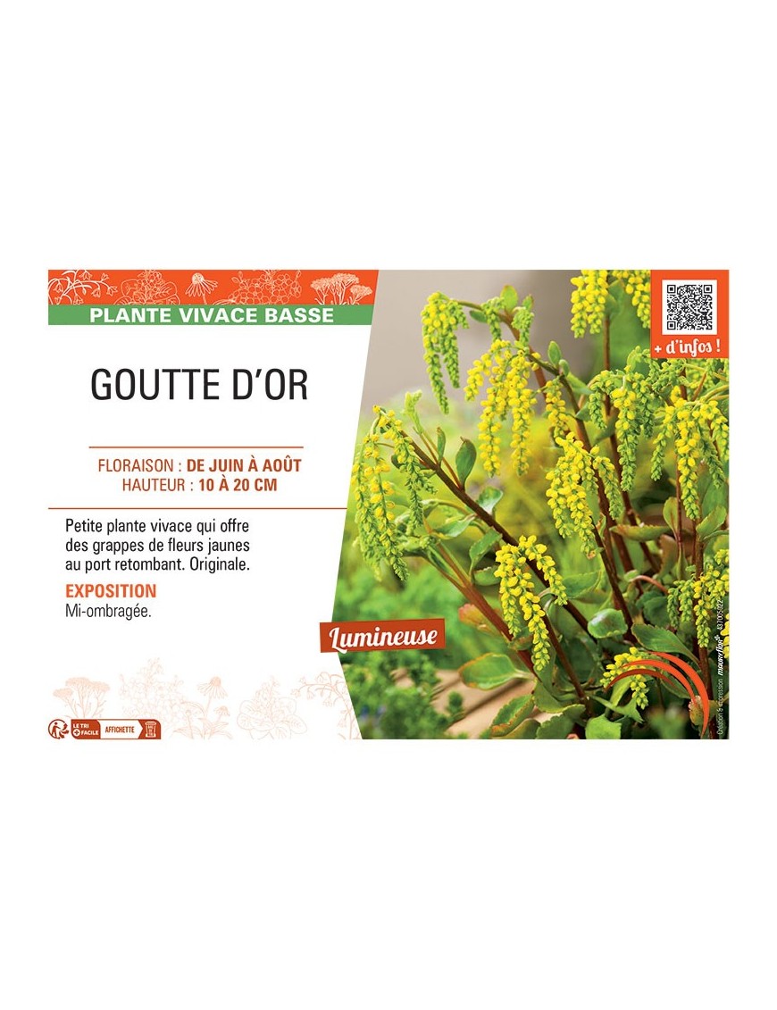 GOUTTE D'OR