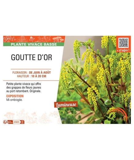 GOUTTE D'OR
