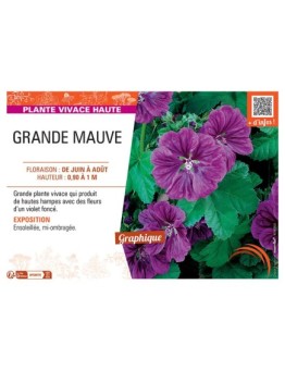 GRANDE MAUVE