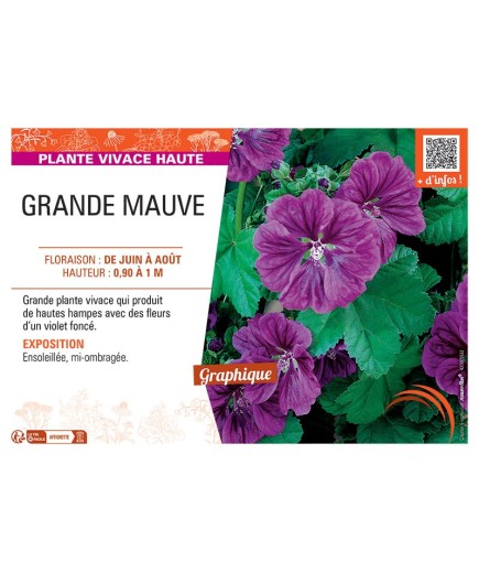 GRANDE MAUVE