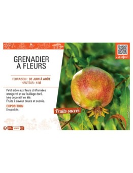 GRENADIER à FLEURS