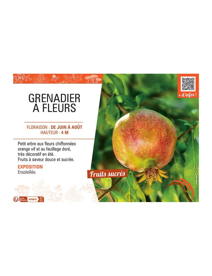 GRENADIER à FLEURS