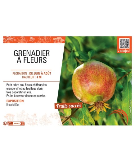 GRENADIER à FLEURS