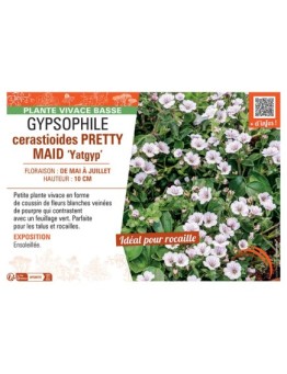 GYPSOPHILE CERASTIOIDES PRETTY MAID Yatgyp