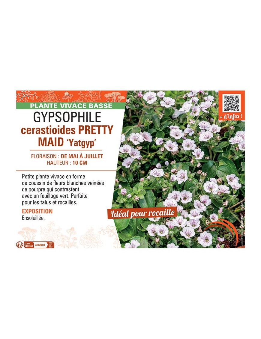 GYPSOPHILE CERASTIOIDES PRETTY MAID Yatgyp