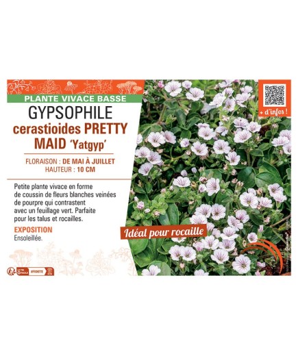 GYPSOPHILE CERASTIOIDES PRETTY MAID Yatgyp