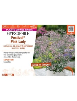 GYPSOPHILE FESTIVAL® PINK LADY