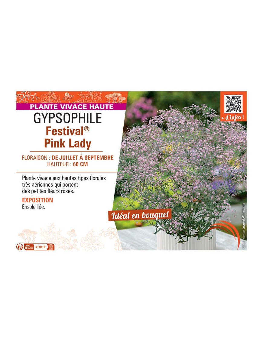 GYPSOPHILE FESTIVAL® PINK LADY
