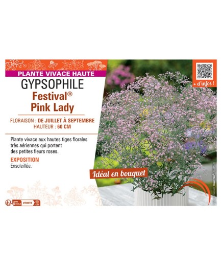 GYPSOPHILE FESTIVAL® PINK LADY