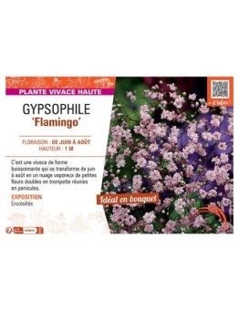 GYPSOPHILE FLAMINGO