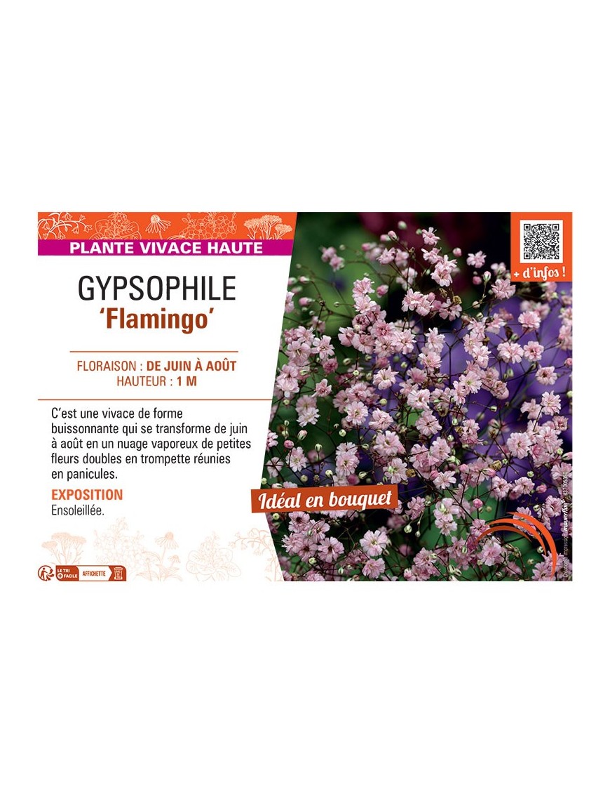 GYPSOPHILE FLAMINGO