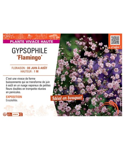 GYPSOPHILE FLAMINGO