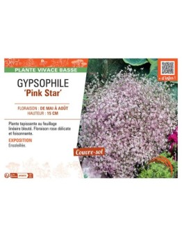 GYPSOPHILE PINK STAR