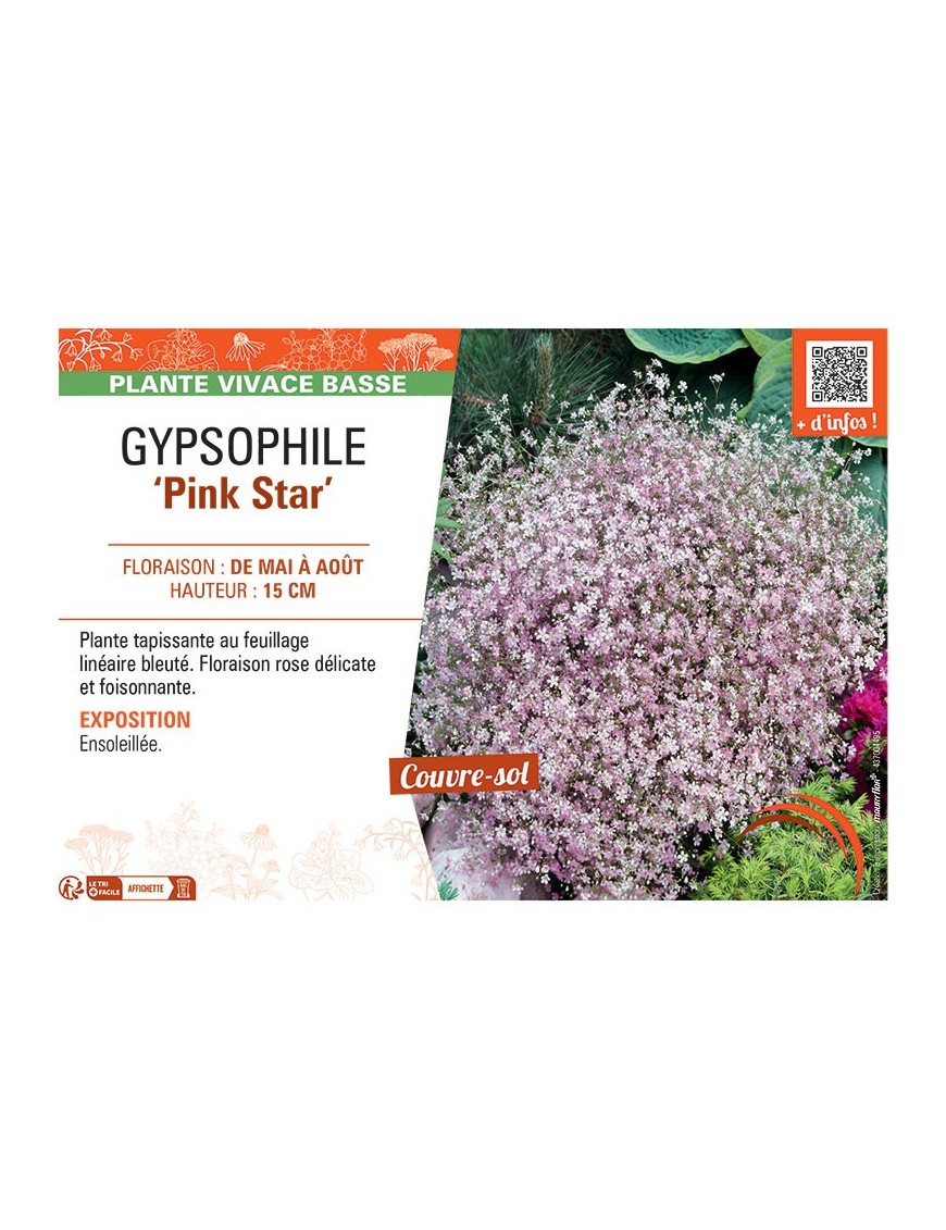 GYPSOPHILE PINK STAR