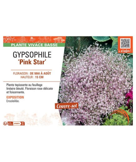 GYPSOPHILE PINK STAR