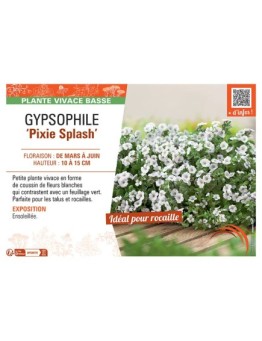 GYPSOPHILE PIXIE SPLASH