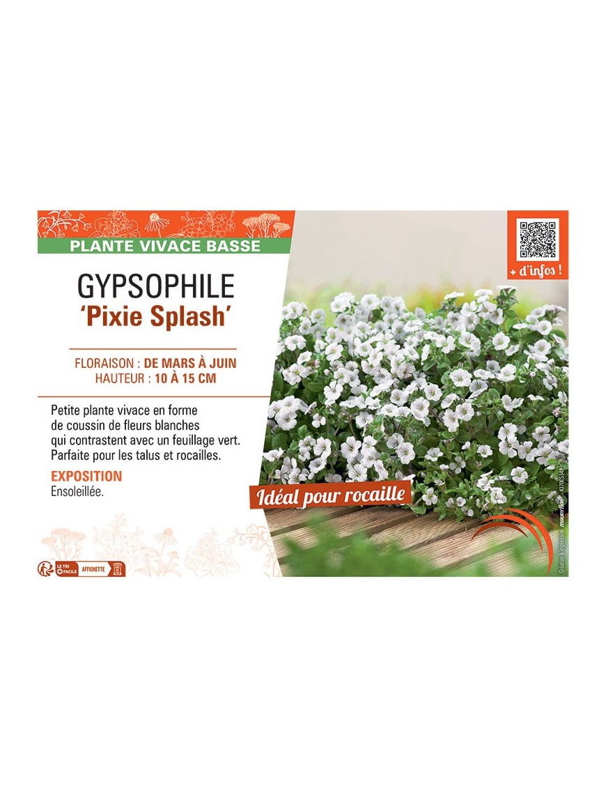 GYPSOPHILE PIXIE SPLASH
