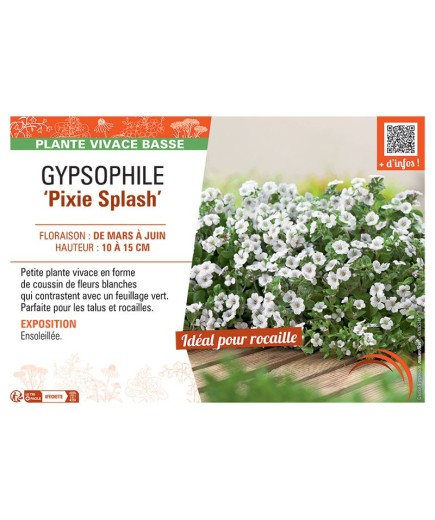 GYPSOPHILE PIXIE SPLASH