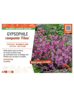 GYPSOPHILE RAMPANTE FILOU (rose)