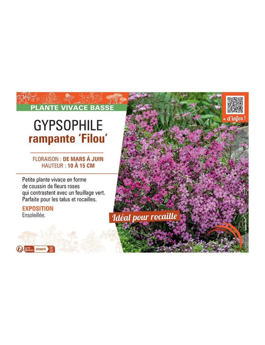 GYPSOPHILE RAMPANTE FILOU (rose)