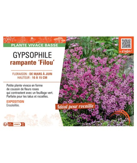 GYPSOPHILE RAMPANTE FILOU (rose)