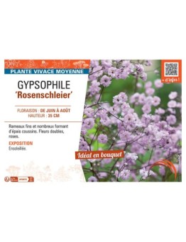 GYPSOPHILE ROSENSCHLEIER