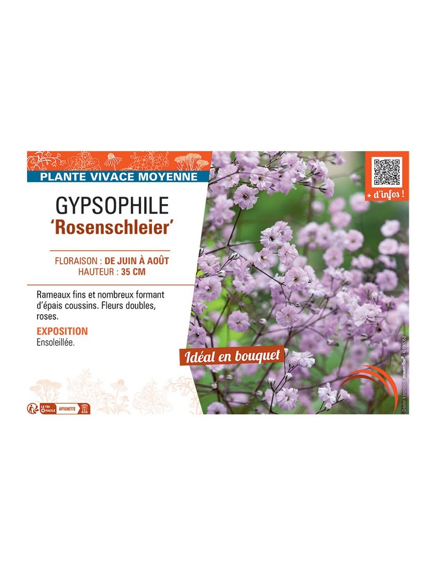 GYPSOPHILE ROSENSCHLEIER