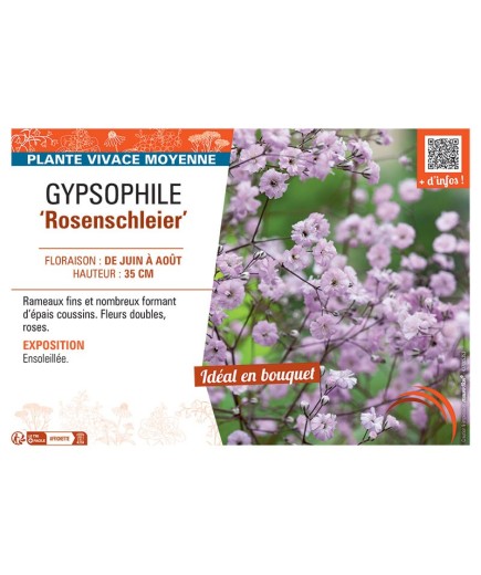 GYPSOPHILE ROSENSCHLEIER