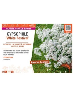 GYPSOPHILE WHITE FESTIVAL