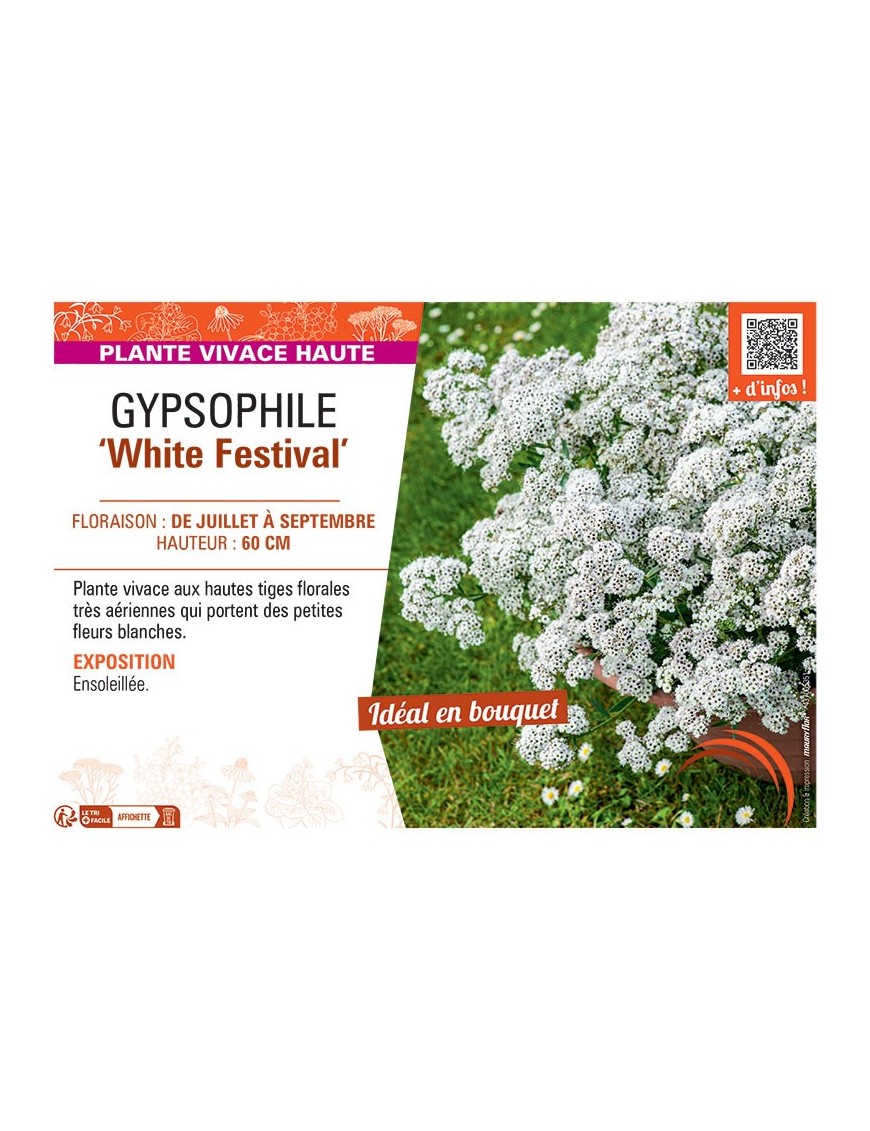 GYPSOPHILE WHITE FESTIVAL