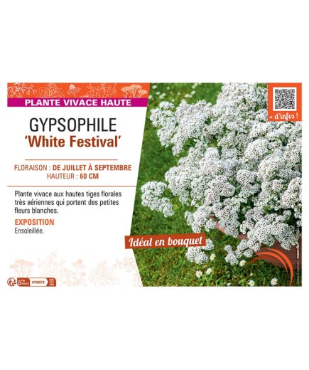 GYPSOPHILE WHITE FESTIVAL